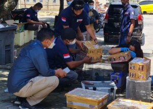 KLHK dan Polisi Sita 135 Ekor Burung Dilindungi di Bakauheni Lampung, Pelaku Ditahan