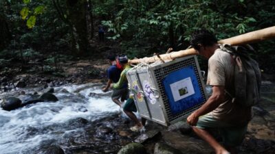 Pelepasliaran Orangutan di TN Bukit Baka Bukit Raya