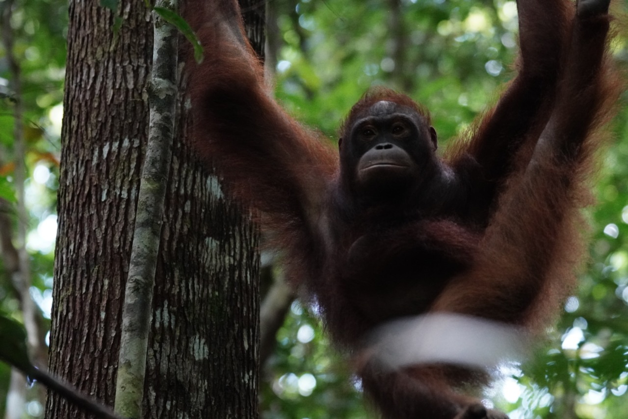 orangutan
