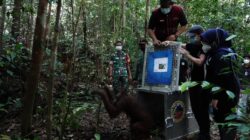 Pelepasliaran Orangutan di TN Bukit Baka Bukit Raya