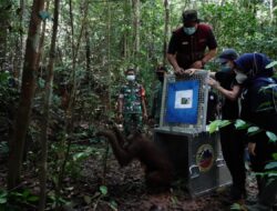 Intip Pelepasliaran Lima Orangutan di TN Bukit Baka Bukit Raya