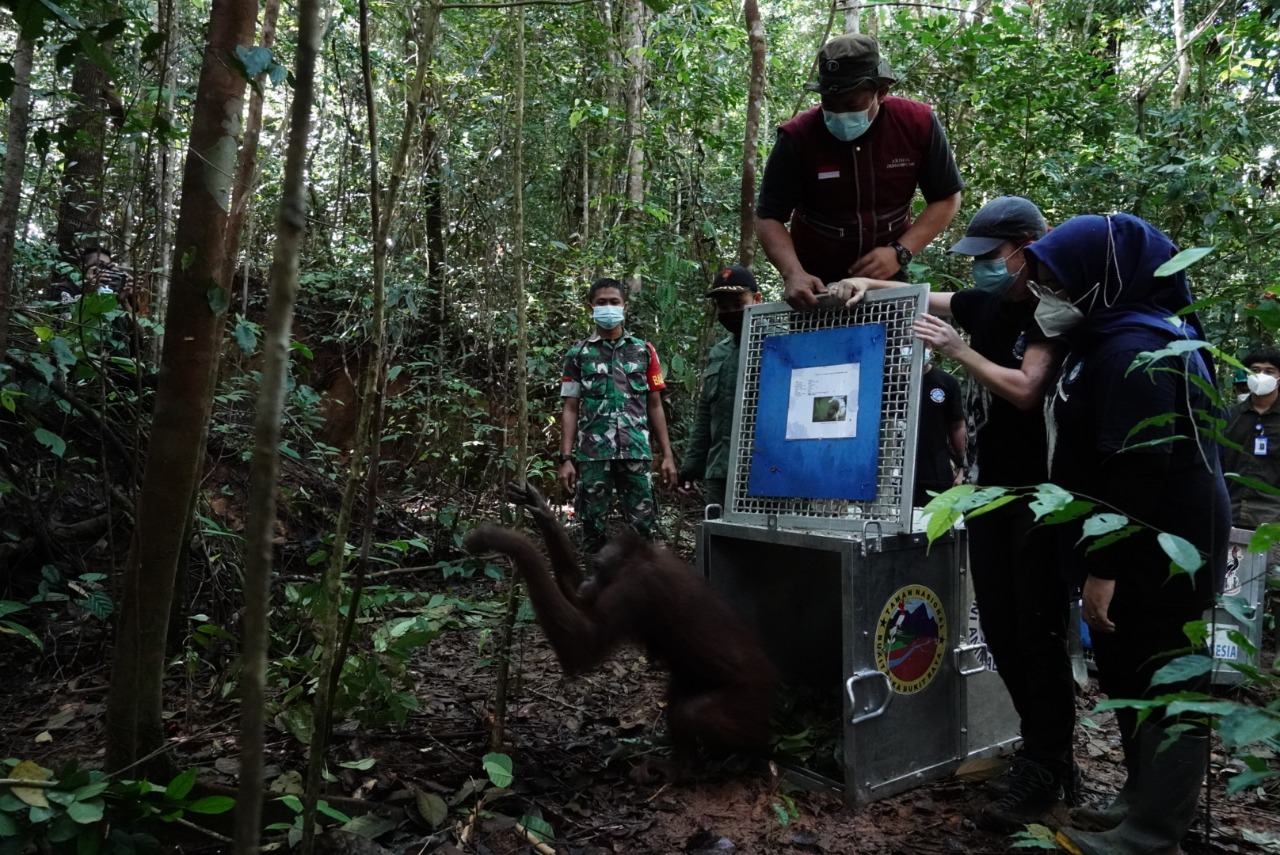 Pelepasliaran Orangutan di TN Bukit Baka Bukit Raya