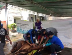 Masjid Al Mukhlishin Pontianak Gelar Penyembelihan Hewan Kurban