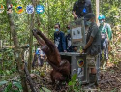 BKSDA Kalbar Kembali Lepas Liar 6 Orangutan Setelah Rehabilitasi