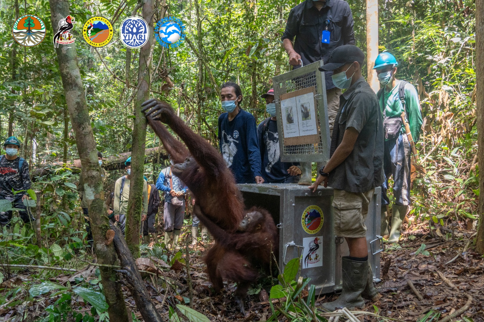 BKSDA Kembali Lepas Liar 6 Orangutan Setelah Rehabilitasi