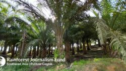 Jika Diputihkan, Hutan Kalbar Seluas 9 Kali Kota Bogor Bakal Jadi Kebun Sawit