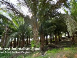 Jika Diputihkan, Hutan Kalbar Seluas 9 Kali Kota Bogor Bakal Jadi Kebun Sawit
