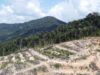 Mengungkap Jejak Deforestasi Jutaan Hektar Hutan Alam di Pulau Borneo