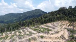 Mengungkap Jejak Deforestasi Jutaan Hektar Hutan Alam di Pulau Borneo