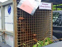 Diperjualbelikan Lagi, Gakkum Amankan Dua Ekor Anak Orangutan