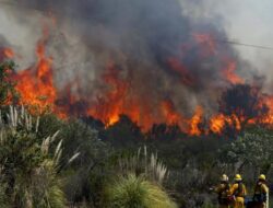 10 Ribu Hektare Terbakar, Karhutla Kalbar Jadi Prioritas Nasional