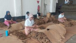 Para pekerja wanita sedang melakukan pemilihan daun tembakau di gudang sortasi PTPN1 Reg.1 Kebun Klumpang (foto :dok/humasy PTPN1Reg1).