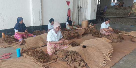 Para pekerja wanita sedang melakukan pemilihan daun tembakau di gudang sortasi PTPN1 Reg.1 Kebun Klumpang (foto :dok/humasy PTPN1Reg1).