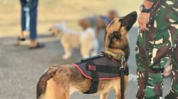 Anjing K9 AU Supadio Kalbar yang turut hadir dalam Dog's Day Out. (Foto: Cantya Zamzabella)