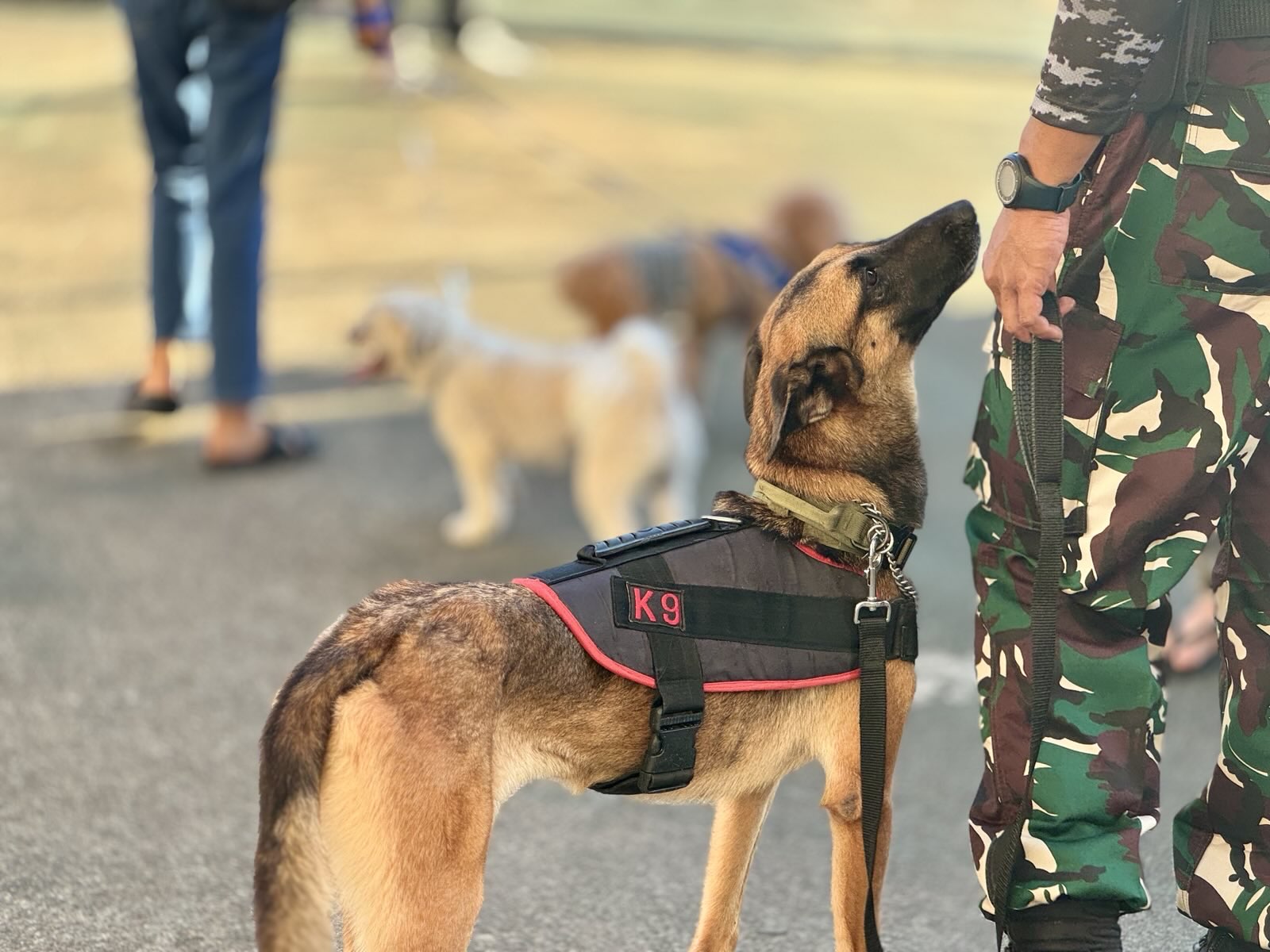 Anjing K9 AU Supadio Kalbar yang turut hadir dalam Dog's Day Out. (Foto: Cantya Zamzabella)