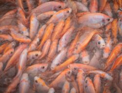 Perempuan Jadi Motor Gerakan Makan Ikan untuk Generasi Sehat