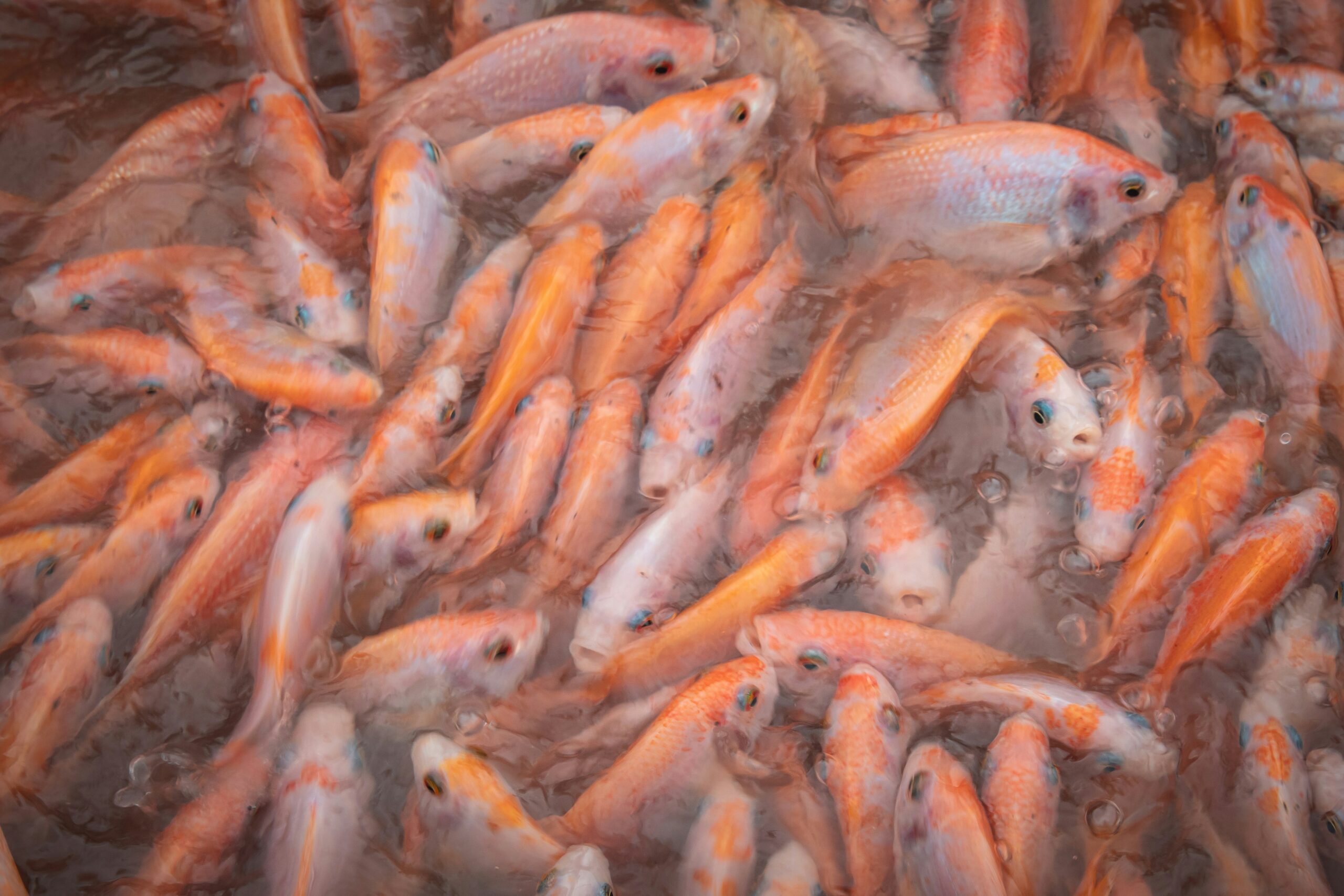 Ikan Nila (Foto: Milo Weiler/Unsplash)