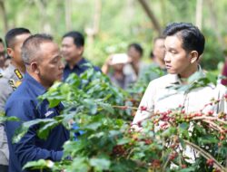 Panen Raya Kopi Ijen, Wapres Dukung Peningkatan Produktivitas, Hilirisasi dan Branding Kopi Indonesia