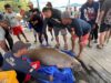 Dugong Mati di Kendawangan, Sinyal Darurat Konservasi Laut