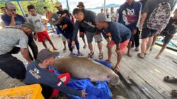 Dugong yang ditemukan mati di sekitar Pulau Cempedak, Kendawangan, pada Sabtu, 15 Juni 2025.