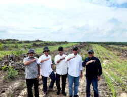 Dukung Asta Cita Presiden Prabowo, PTPN IV Regional V Genjot Penanaman Jagung di Areal Replanting Sawit