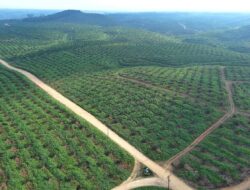 Holding Perkebunan Nusantara Dorong PalmCo Perkuat Peran Strategis Jaga Ketahanan Pangan Nasional