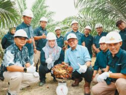 Holding Perkebunan Nusantara Intensifkan Produktivitas Melalui Peremajaan Sawit Berkelanjutan