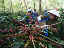 BPK RI Apresiasi Pengelolaan Kopi Ijen oleh PalmCo:Siap Bawa Java Coffee Produksi Perusahaan dan Petani Mendunia