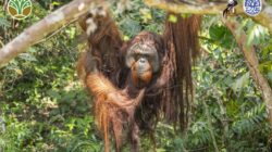 Seekor orangutan bernama Jojo akhirnya merasakan kembali nuansa hutan setelah lebih dari dua dekade hidup dalam kurungan.