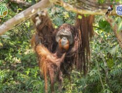 Kemerdekaan Kecil Jojo: Orangutan Korban Kurungan Dua Dekade