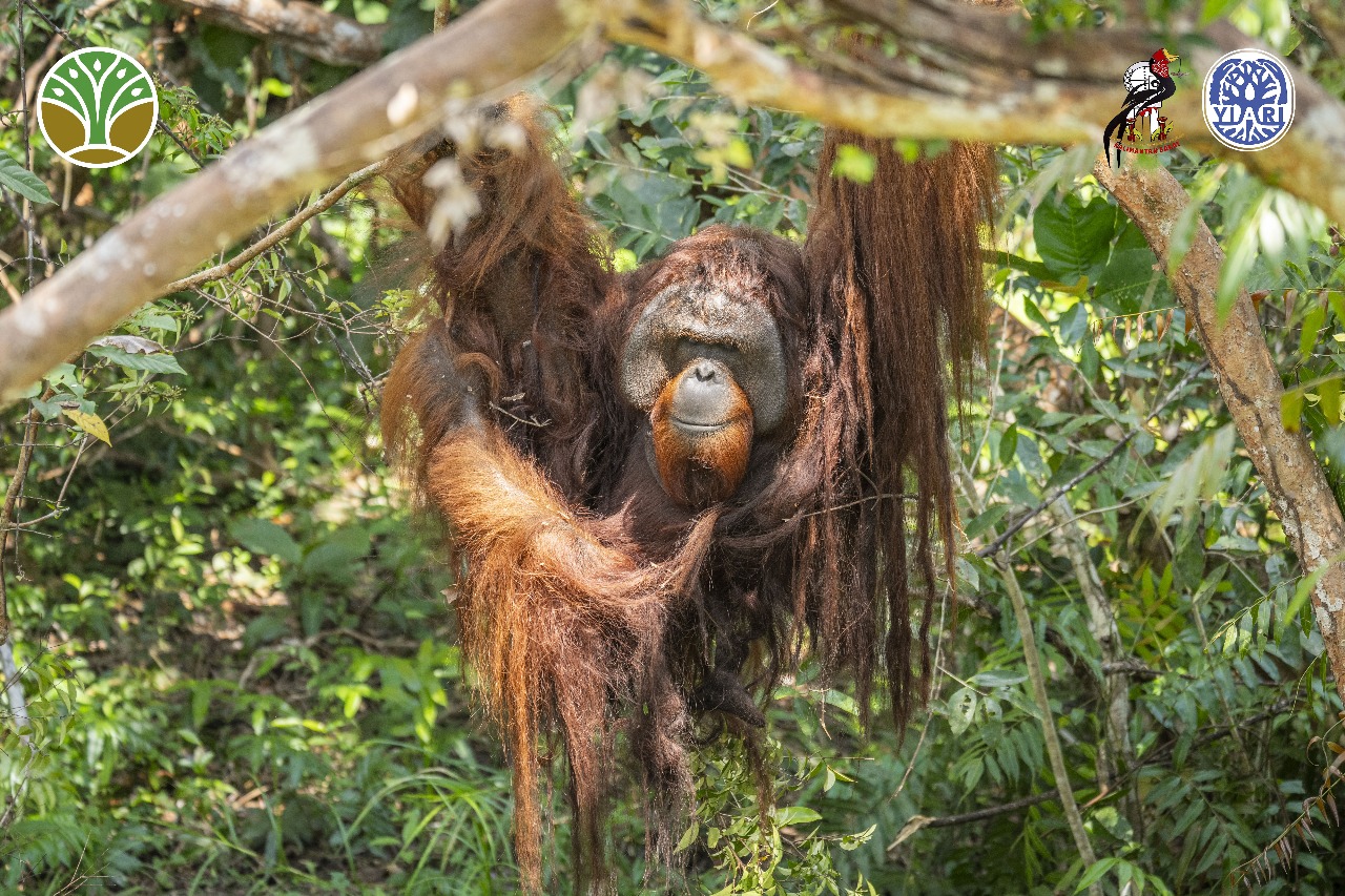 Seekor orangutan bernama Jojo akhirnya merasakan kembali nuansa hutan setelah lebih dari dua dekade hidup dalam kurungan.