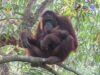 Bayi Orangutan Lahir di Taman Nasional Bukit Baka Bukit Raya