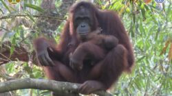 Orangutan Santi dan bayinya, Julia.