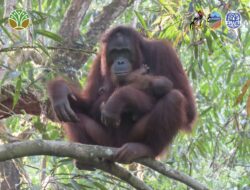 Bayi Orangutan Lahir di Taman Nasional Bukit Baka Bukit Raya