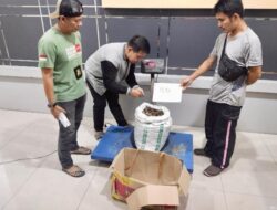 Gakkum Gagalkan Perdagangan 15 Kg Sisik Trenggiling di Mempawah