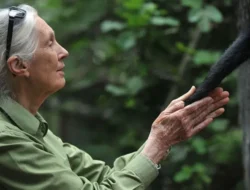 Dame Jane Goodall, Ahli Simpanse Dunia, Wafat di Usia 91 Tahun