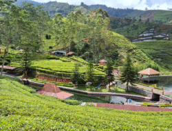 Holding Perkebunan Nusantara Hadirkan The Healing Power of Tea di Agrowisata Kaligua PTPN I Regional 3