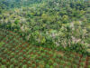 Pelajaran dari Indonesia: Deforestasi Sawit Jadi Peringatan bagi Dunia