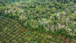 Deforestasi hutan Indonesia.
