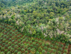 Pelajaran dari Indonesia: Deforestasi Sawit Jadi Peringatan bagi Dunia