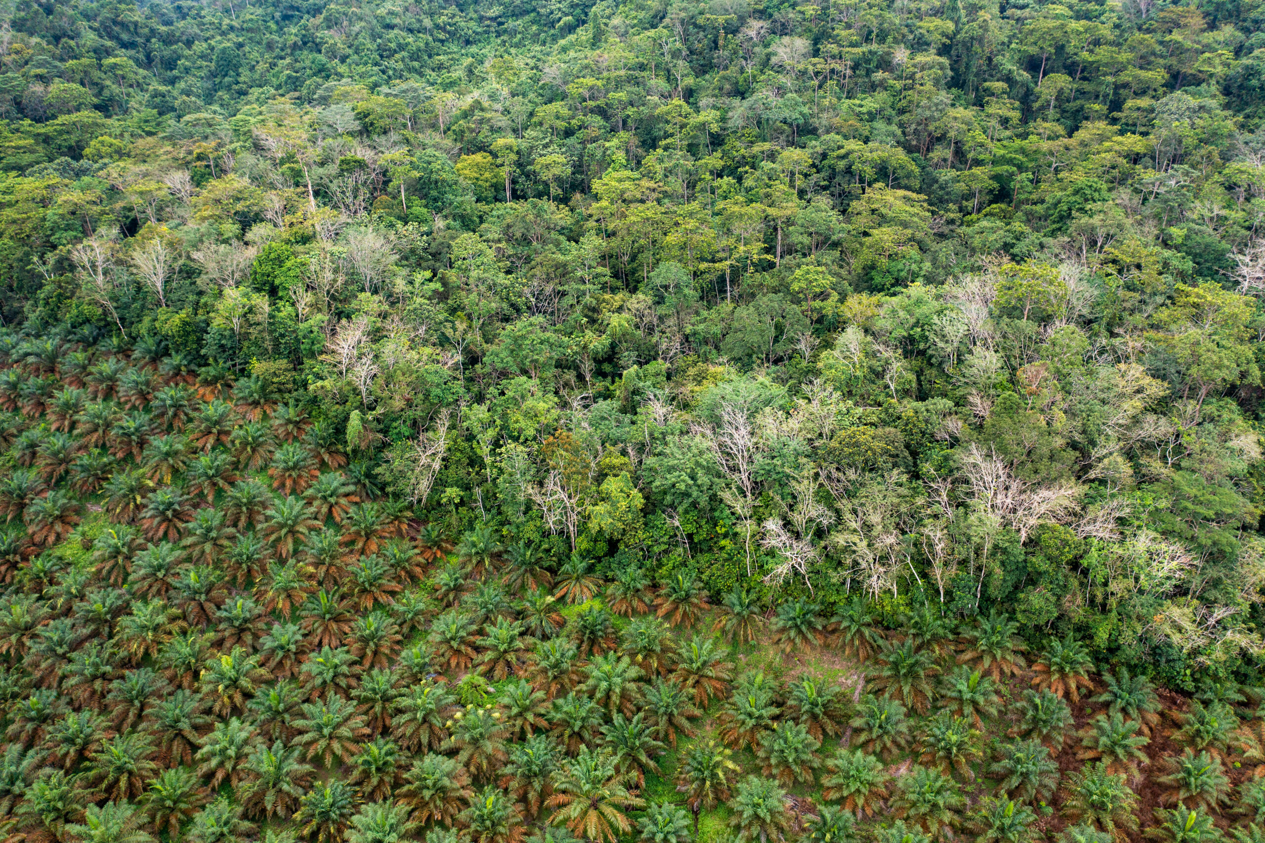 Deforestasi hutan Indonesia.