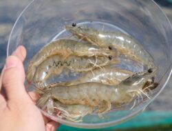 KKP Tegaskan Udang Indonesia Aman, Tanggapi Pernyataan AS Soal Dugaan Paparan Radioaktif