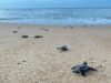 20 Ribu Ekor Tukik Dilepasliarkan di Pantai Paloh