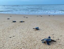 20 Ribu Ekor Tukik Dilepasliarkan di Pantai Paloh