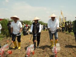 Dukung Swasembada Pangan Nasional, Holding Perkebunan Nusantara Laksanakan Tanam Perdana Padi Gogo di Lahan PSR