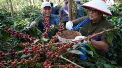 Dua Subholding PTPN III (Persero) Perkuat Kebangkitan Kopi Ijen, PTPN IV PalmCo dan PTPN I Replanting 1.300 Ha di Bondowoso