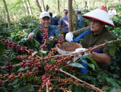 Dua Subholding PTPN III (Persero) Perkuat Kebangkitan Kopi Ijen, PTPN IV PalmCo dan PTPN I Replanting 1.300 Ha di Bondowoso