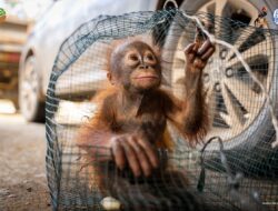 Evakuasi Randy, Bayi Orangutan dari Lokasi Penambangan Emas Ilegal