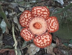 Ternyata, Bunga Bangkai Langka ini Sering Terlihat di Sambas