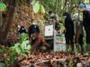 Tiga Orangutan Dilepasliarkan di Melawi